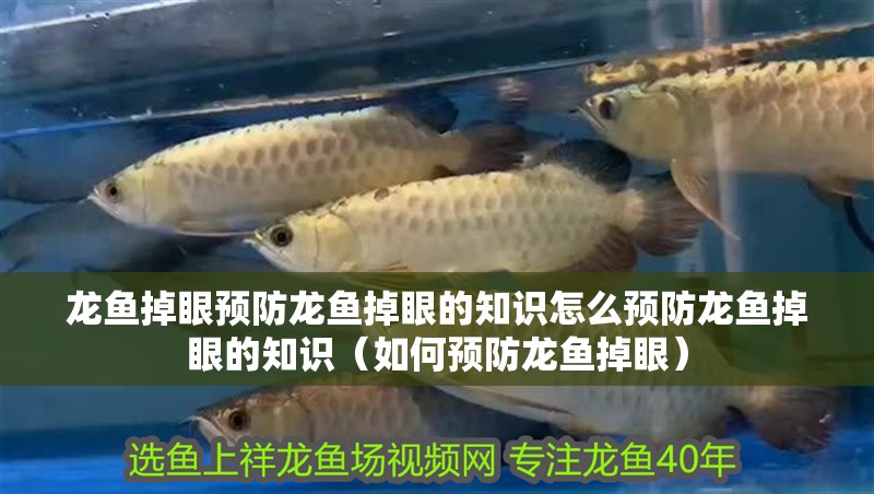 龍魚掉眼預防龍魚掉眼的知識怎么預防龍魚掉眼的知識（如何預防龍魚掉眼）