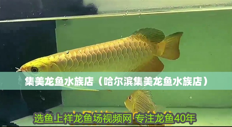<strong><mark>集美</mark></strong>龍魚水族店（哈爾濱<strong><mark>集美</mark></strong>龍魚水族店）