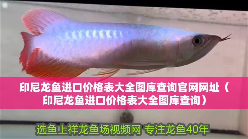 印尼龍魚進口價格表大全圖庫查詢官網網址（印尼龍魚進口價格表大全圖庫查詢）