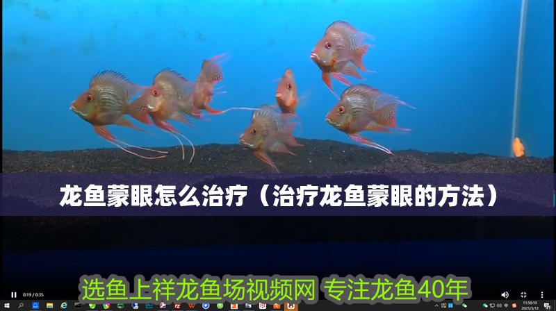 龍魚蒙眼怎么治療（治療龍魚蒙眼的方法）