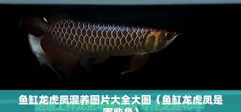魚缸龍虎鳳混養圖片大全大圖（魚缸龍虎鳳是哪些魚）