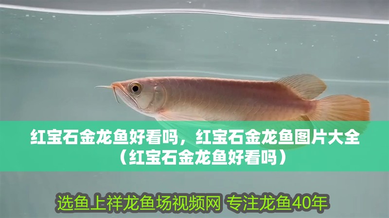 紅寶石金龍魚好看嗎，紅寶石金龍魚圖片大全（紅寶石金龍魚好看嗎）