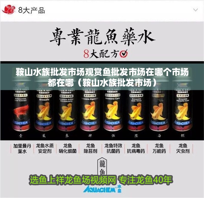 鞍山水族批發(fā)市場(chǎng)觀(guān)賞魚(yú)批發(fā)市場(chǎng)在哪個(gè)市場(chǎng)都在哪（鞍山水族批發(fā)市場(chǎng)）