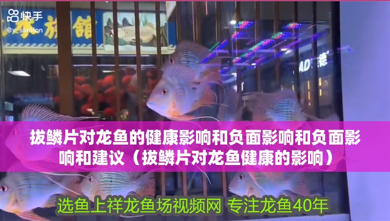 拔鱗片對龍魚的健康影響和負面影響和負面影響和建議（拔鱗片對龍魚健康的影響）