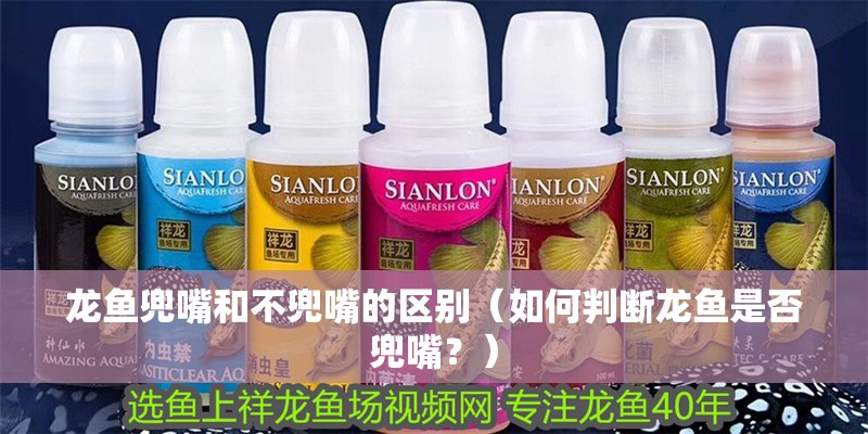 龍魚兜嘴和不兜嘴的區別（如何判斷龍魚是否兜嘴？）