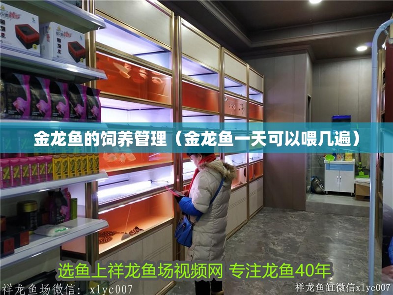 金龍魚的飼養管理（金龍魚一天可以喂幾遍）