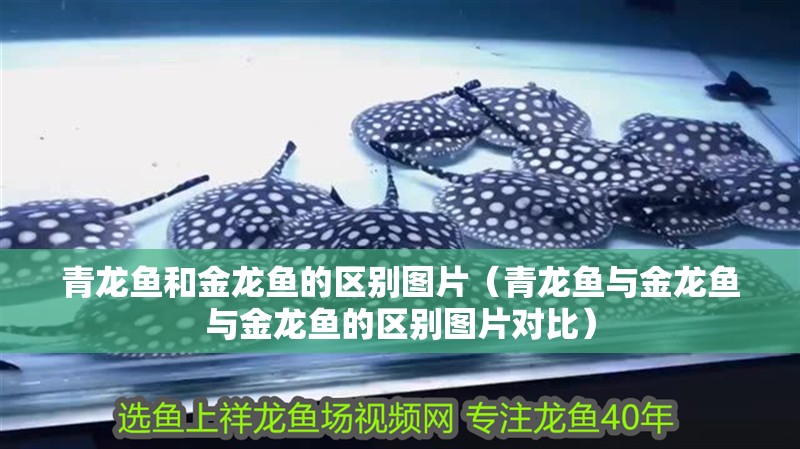 青龍魚和金龍魚的區別圖片（青龍魚與金龍魚與金龍魚的區別圖片對比）
