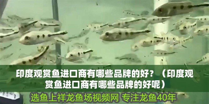 印度觀賞魚進口商有哪些品牌的好？（印度觀賞魚進口商有哪些品牌的好呢）
