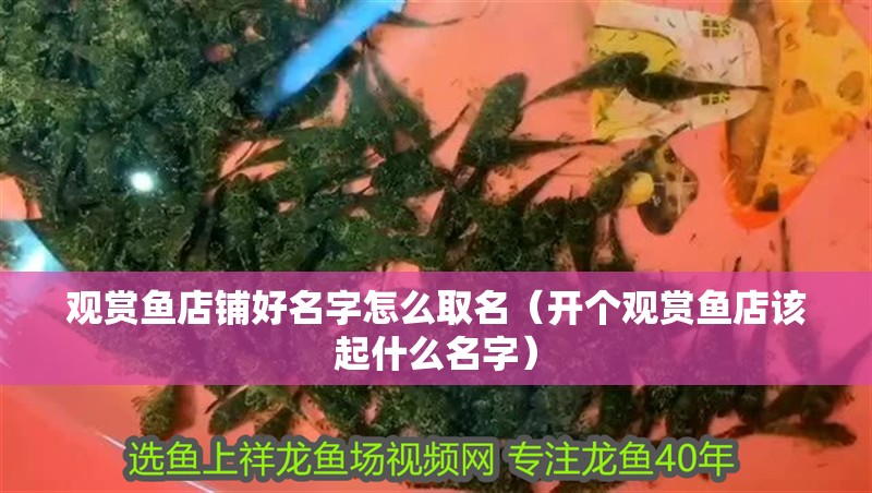 觀賞魚店鋪好名字怎么取名（開個觀賞魚店該起什么名字） 觀賞魚店鋪好名字怎么取名（開個觀賞魚店該起什么名字） 觀賞魚百科