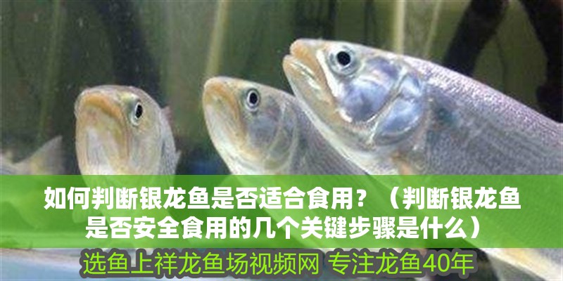 如何判斷銀龍魚是否適合食用？（判斷銀龍魚是否安全食用的幾個關鍵步驟是什么）