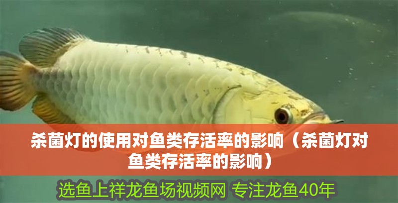 殺菌燈的使用對(duì)魚類存活率的影響（殺菌燈對(duì)魚類存活率的影響）
