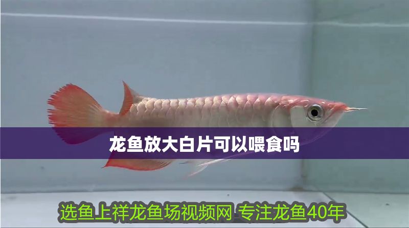 龍魚放大白片可以喂食嗎 龍魚百科 第2張 龍魚放大白片可以喂食嗎 龍魚放大白片可以喂食嗎 龍魚百科 第2張