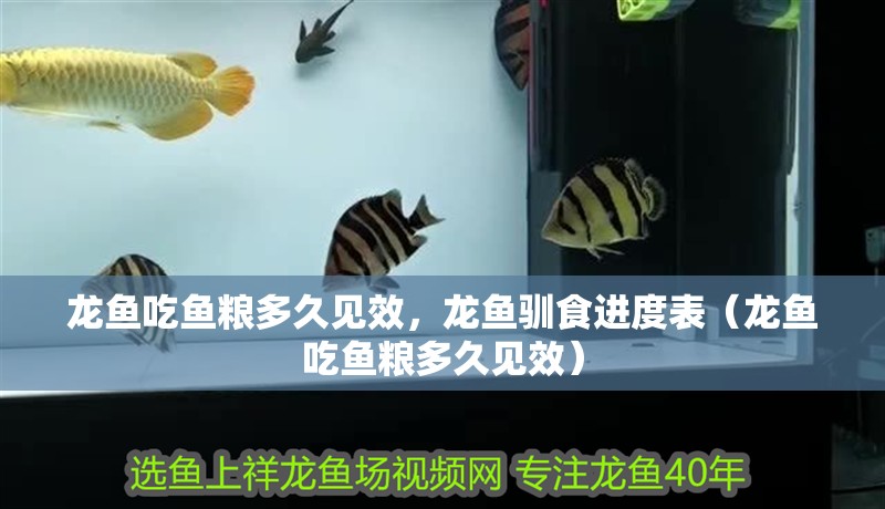 龍魚吃魚糧多久見效，龍魚馴食進度表（龍魚吃魚糧多久見效）