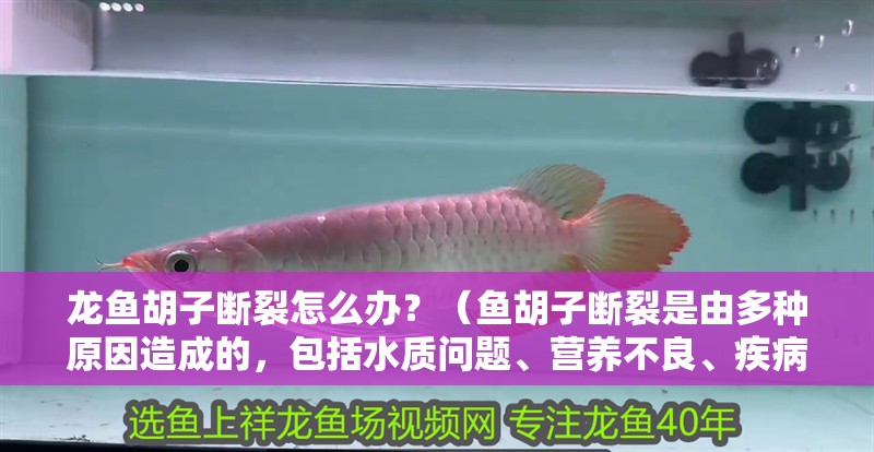 龍魚胡子斷裂怎么辦？（魚胡子斷裂是由多種原因造成的，包括水質問題、營養不良、疾病感染或物理損傷）