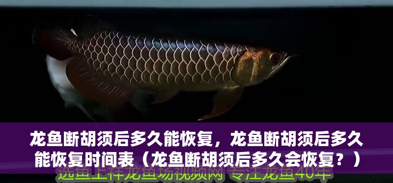 龍魚斷胡須后多久能恢復，龍魚斷胡須后多久能恢復時間表（龍魚斷胡須后多久會恢復？）