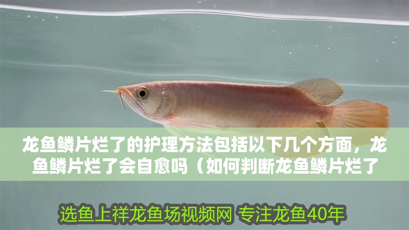 龍魚鱗片爛了的護理方法包括以下幾個方面，龍魚鱗片爛了會自愈嗎（如何判斷龍魚鱗片爛了？龍魚鱗片護理需要多長時間？）