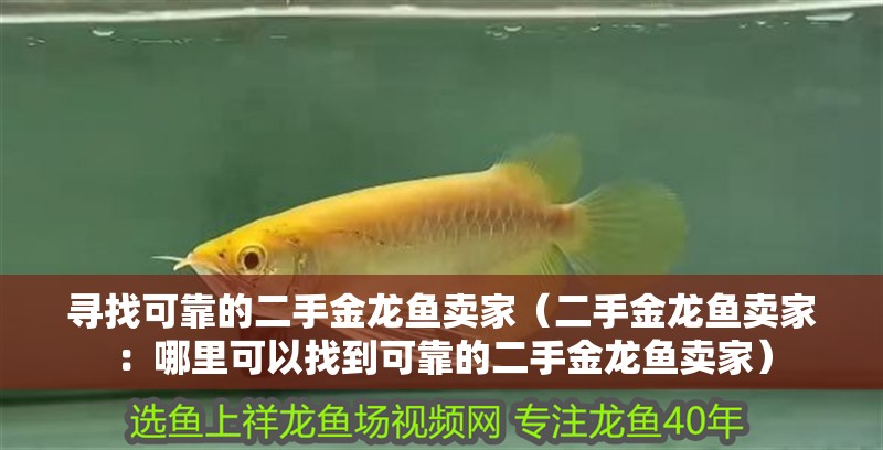 尋找可靠的二手金龍魚賣家（二手金龍魚賣家：哪里可以找到可靠的二手金龍魚賣家）