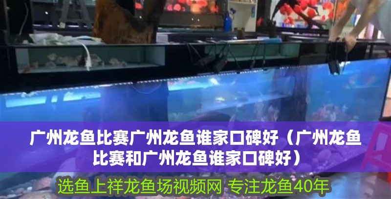 廣州龍魚比賽廣州龍魚誰家口碑好（廣州龍魚比賽和廣州龍魚誰家口碑好） 廣州龍魚比賽廣州龍魚誰家口碑好（廣州龍魚比賽和廣州龍魚誰家口碑好） 觀賞魚百科