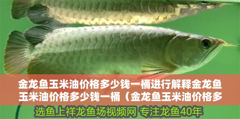 金龍魚玉米油價格多少錢一桶進行解釋金龍魚玉米油價格多少錢一桶（金龍魚玉米油價格多少錢）