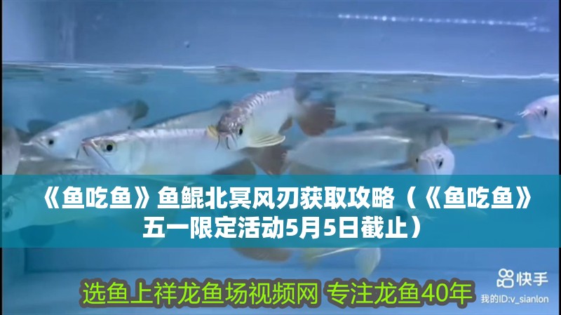《魚吃魚》魚鯤北冥風刃獲取攻略（《魚吃魚》五一限定活動5月5日截止）