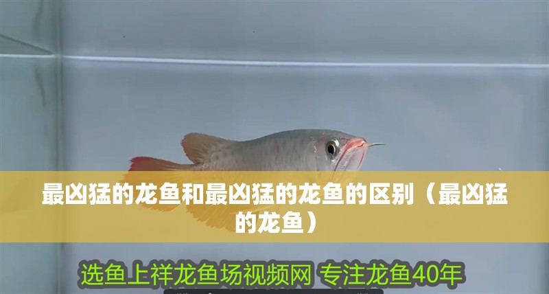 最兇猛的龍魚(yú)和最兇猛的龍魚(yú)的區(qū)別（最兇猛的龍魚(yú)）