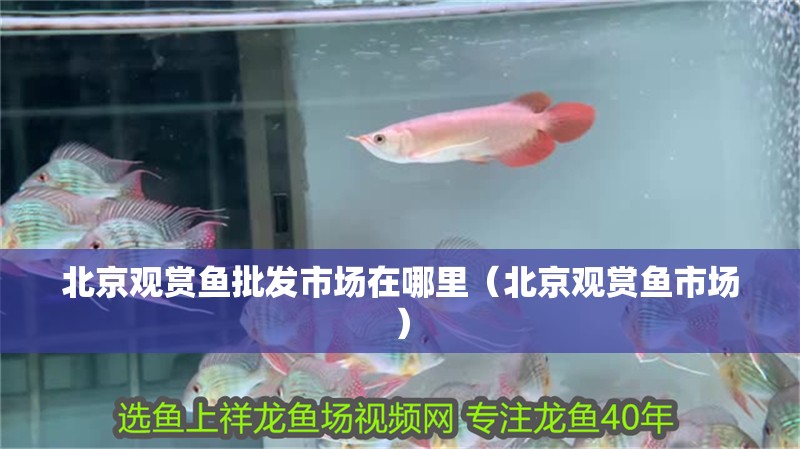 北京觀賞魚批發(fā)市場在哪里（北京觀賞魚市場）
