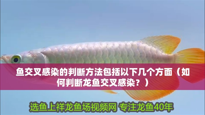 魚交叉感染的判斷方法包括以下幾個方面（如何判斷龍魚交叉感染？） 魚交叉感染的判斷方法包括以下幾個方面（如何判斷龍魚交叉感染？） 龍魚百科