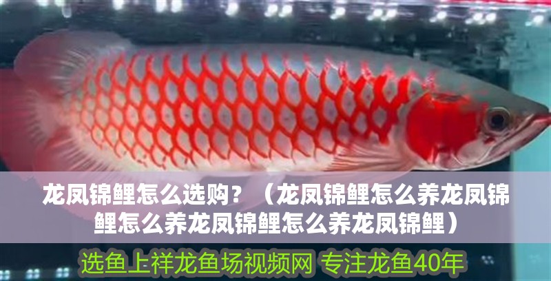 龍鳳錦鯉怎么選購？（龍鳳錦鯉怎么養(yǎng)龍鳳錦鯉怎么養(yǎng)龍鳳錦鯉怎么養(yǎng)龍鳳錦鯉）