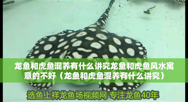 龍魚和虎魚混養有什么講究龍魚和虎魚風水寓意的不好（龍魚和虎魚混養有什么講究）