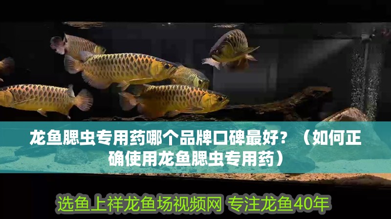 龍魚腮蟲專用藥哪個品牌口碑最好？（如何正確使用龍魚腮蟲專用藥） 龍魚腮蟲專用藥哪個品牌口碑最好？（如何正確使用龍魚腮蟲專用藥） 龍魚百科