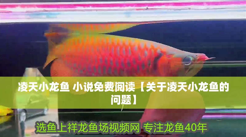 凌天小龍魚 小說免費閱讀【關于凌天小龍魚的問題】 凌天小龍魚 小說免費閱讀【關于凌天小龍魚的問題】 觀賞魚百科