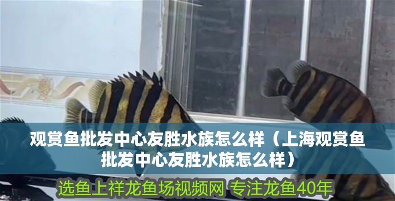 觀賞魚批發中心友勝水族怎么樣（上海觀賞魚批發中心友勝水族怎么樣） 觀賞魚批發中心友勝水族怎么樣（上海觀賞魚批發中心友勝水族怎么樣） 觀賞魚百科