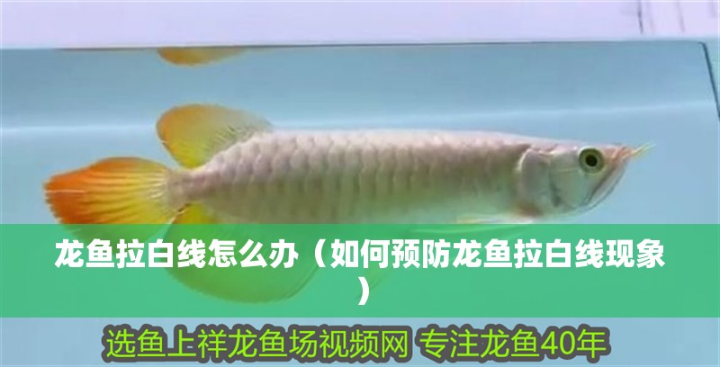 龍魚拉白線怎么辦（如何預防龍魚拉白線現象）