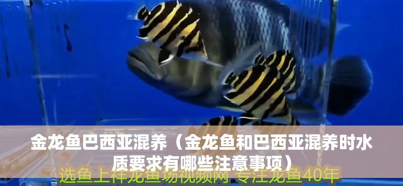 金龍魚巴西亞混養（金龍魚和巴西亞混養時水質要求有哪些注意事項）