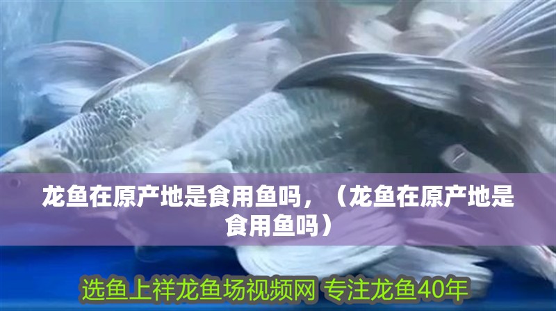 龍魚在原產地是食用魚嗎，（龍魚在原產地是食用魚嗎）