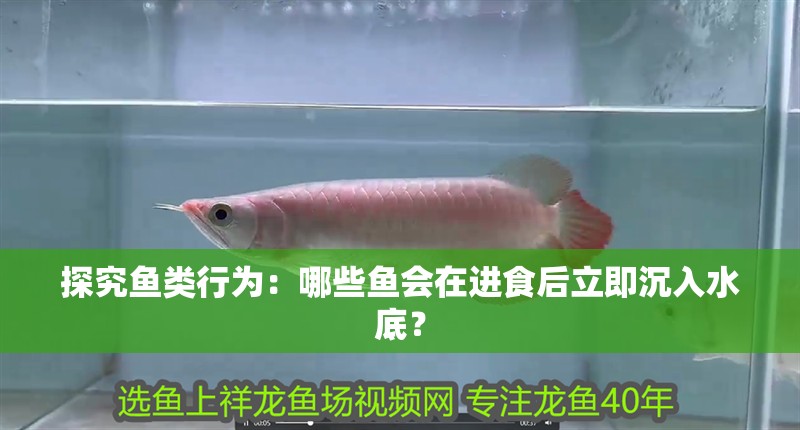探究魚類行為：哪些魚會(huì)在進(jìn)食后立即沉入水底？
