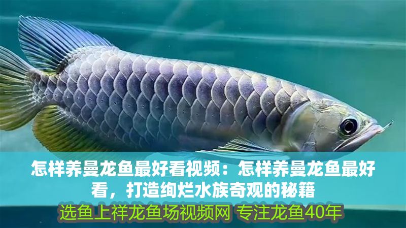 怎樣養(yǎng)曼龍魚最好看視頻：怎樣養(yǎng)曼龍魚最好看，打造絢爛水族奇觀的秘籍