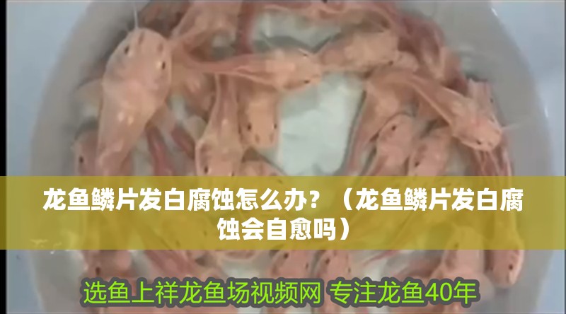 龍魚鱗片發(fā)白腐蝕怎么辦？（龍魚鱗片發(fā)白腐蝕會自愈嗎）