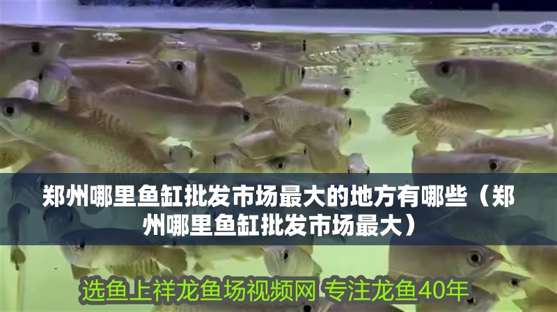 鄭州哪里魚缸批發(fā)市場最大的地方有哪些（鄭州哪里魚缸批發(fā)市場最大）