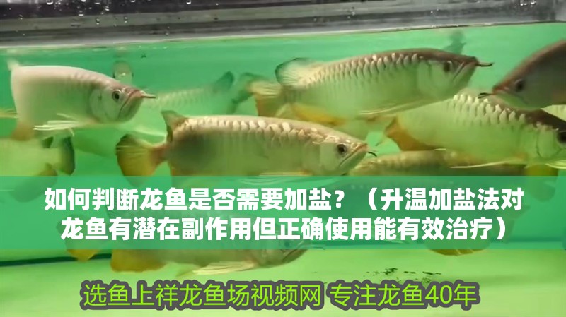 如何判斷龍魚是否需要加鹽？（升溫加鹽法對龍魚有潛在副作用但正確使用能有效治療） 如何判斷龍魚是否需要加鹽？（升溫加鹽法對龍魚有潛在副作用但正確使用能有效治療） 龍魚百科