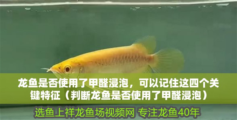 龍魚是否使用了甲醛浸泡，可以記住這四個關鍵特征（判斷龍魚是否使用了甲醛浸泡）