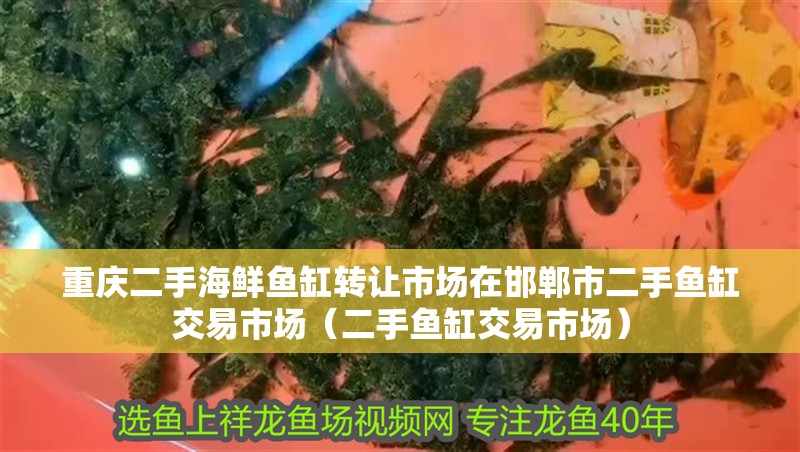 重慶二手海鮮魚缸轉讓市場在邯鄲市二手魚缸交易市場（二手魚缸交易市場）