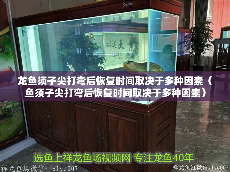 龍魚須子尖打彎后恢復時間取決于多種因素（魚須子尖打彎后恢復時間取決于多種因素）