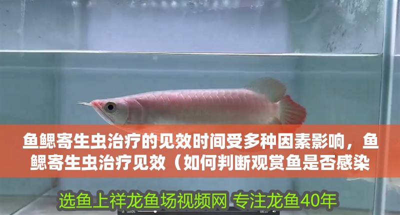 魚鰓寄生蟲治療的見效時間受多種因素影響，魚鰓寄生蟲治療見效（如何判斷觀賞魚是否感染鰓寄生蟲）