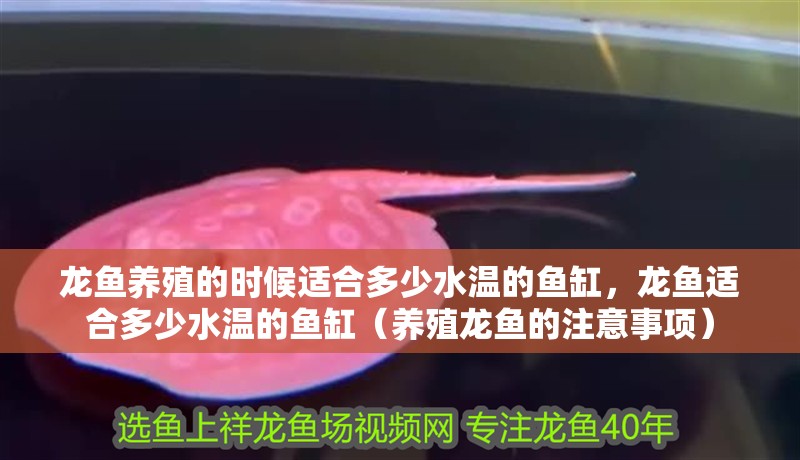 龍魚養(yǎng)殖的時候適合多少水溫的魚缸，龍魚適合多少水溫的魚缸（養(yǎng)殖龍魚的注意事項） 龍魚養(yǎng)殖的時候適合多少水溫的魚缸，龍魚適合多少水溫的魚缸（養(yǎng)殖龍魚的注意事項） 觀賞魚百科