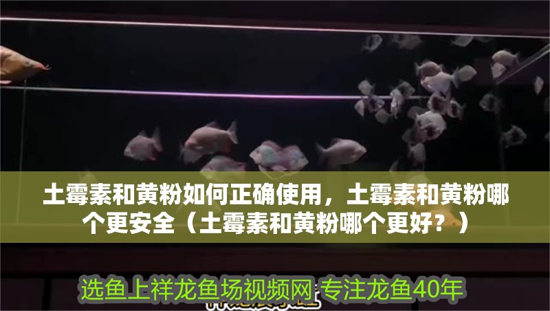 土霉素和黃粉如何正確使用，土霉素和黃粉哪個更安全（土霉素和黃粉哪個更好？）