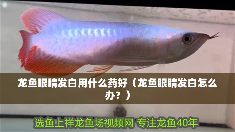 龍魚眼睛發白用什么藥好（龍魚眼睛發白怎么辦？） 龍魚眼睛發白用什么藥好（龍魚眼睛發白怎么辦？） 觀賞魚百科