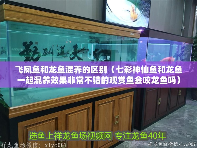 飛鳳魚和龍魚混養(yǎng)的區(qū)別（七彩神仙魚和龍魚一起混養(yǎng)效果非常不錯(cuò)的觀賞魚會(huì)咬龍魚嗎）