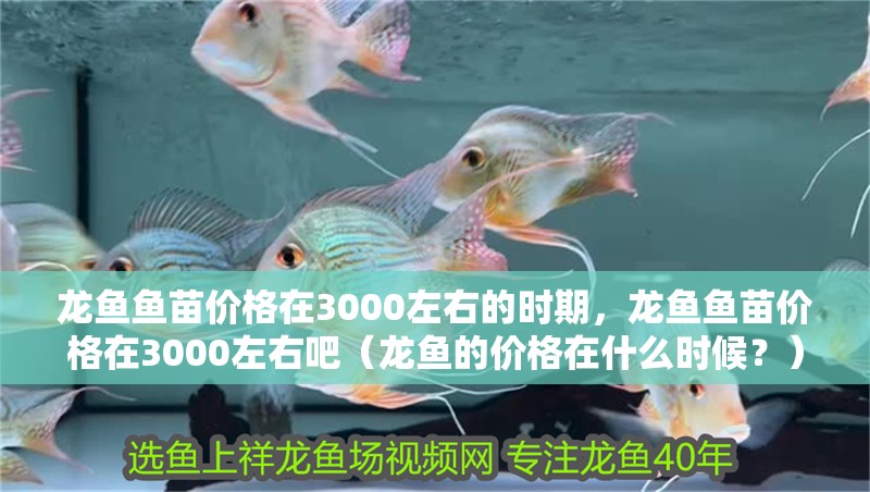 龍魚魚苗價格在3000左右的時期，龍魚魚苗價格在3000左右吧（龍魚的價格在什么時候？）
