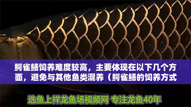 鱷雀鱔飼養難度較高，主要體現在以下幾個方面，避免與其他魚類混養（鱷雀鱔的飼養方式）